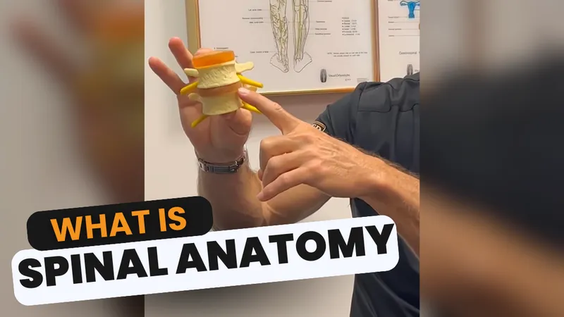 Spinal Anatomy Lesson video