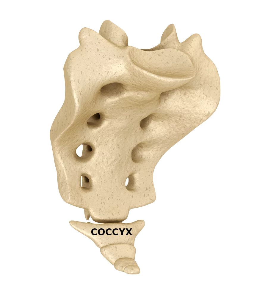 coccyx labeled model