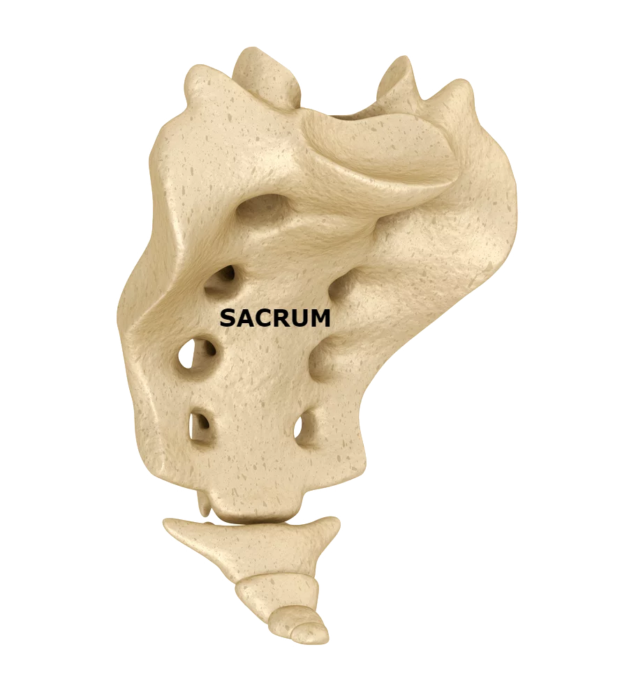 sacrum labeled model